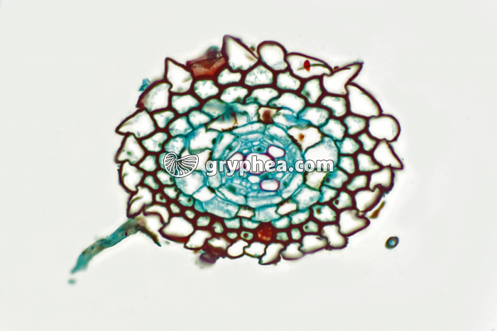 Racine de Prêle (Equisetum) CT x70 - gryphea.com